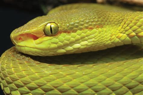 salazar slytherin snake